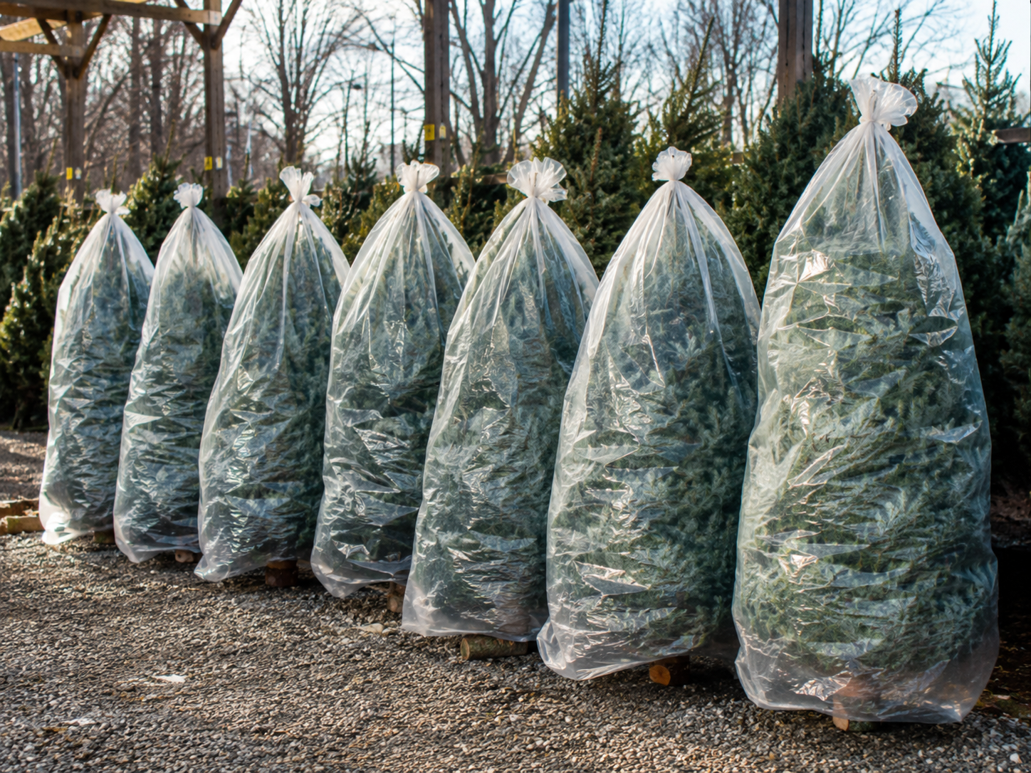 Christmas tree disposal bags