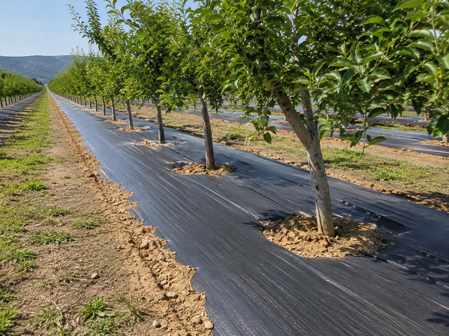 Biodegradable mulch film for fruit farms