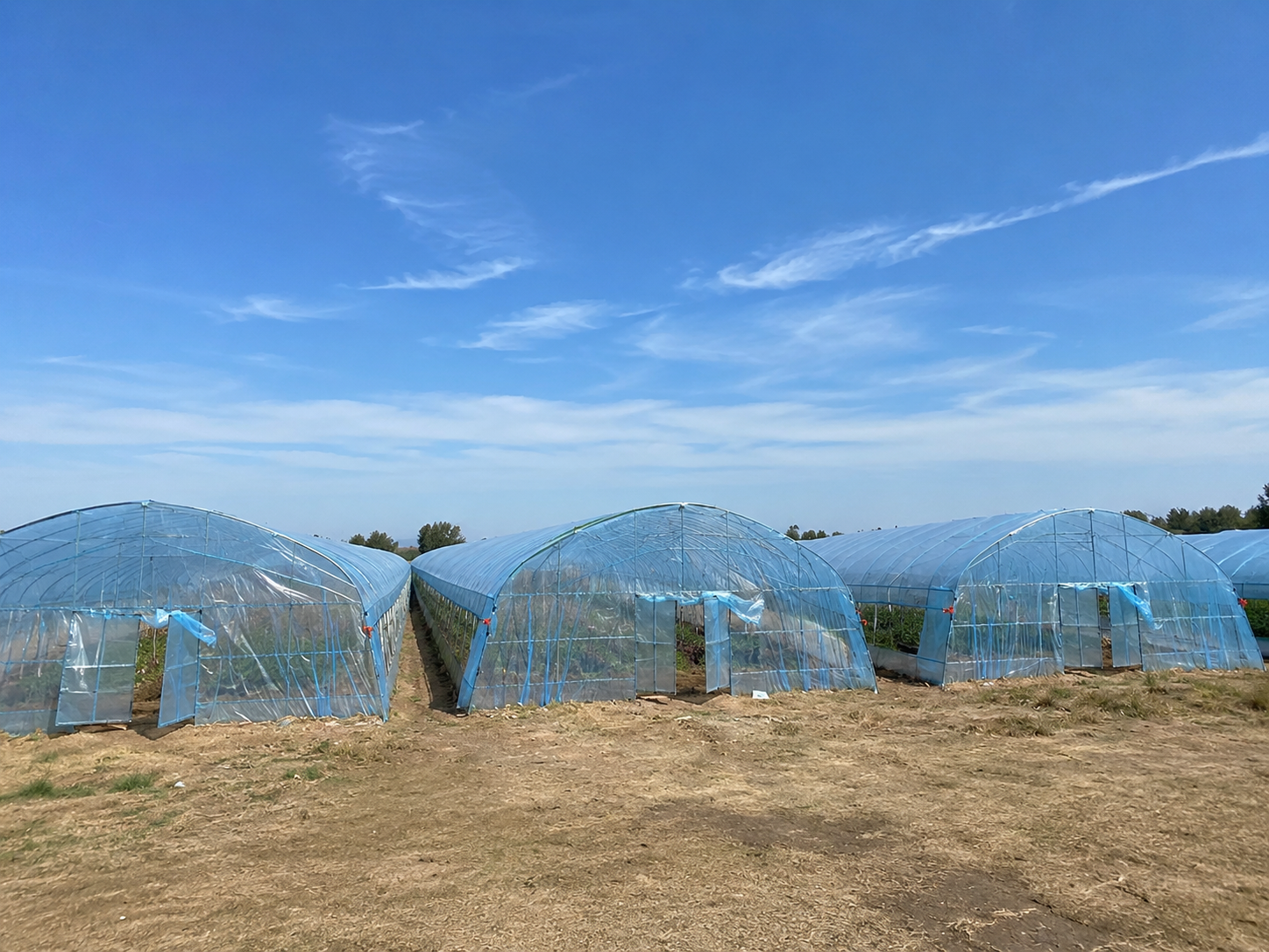 PO Greenhouse Film