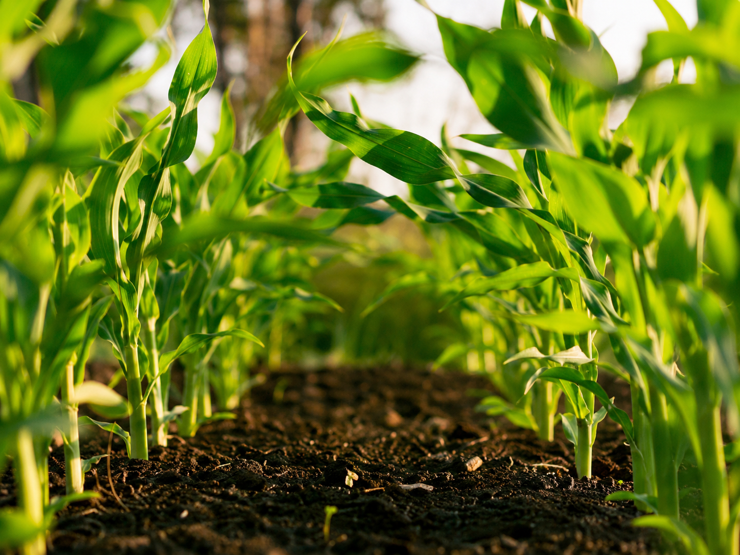 Agricultural Film Lines