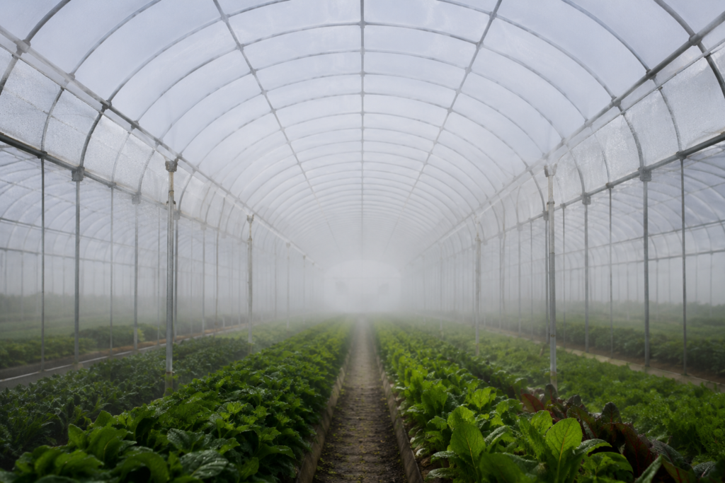 Anti-fog greenhouse film used inside a tunnel greenhouse to improve visibility and light transmission