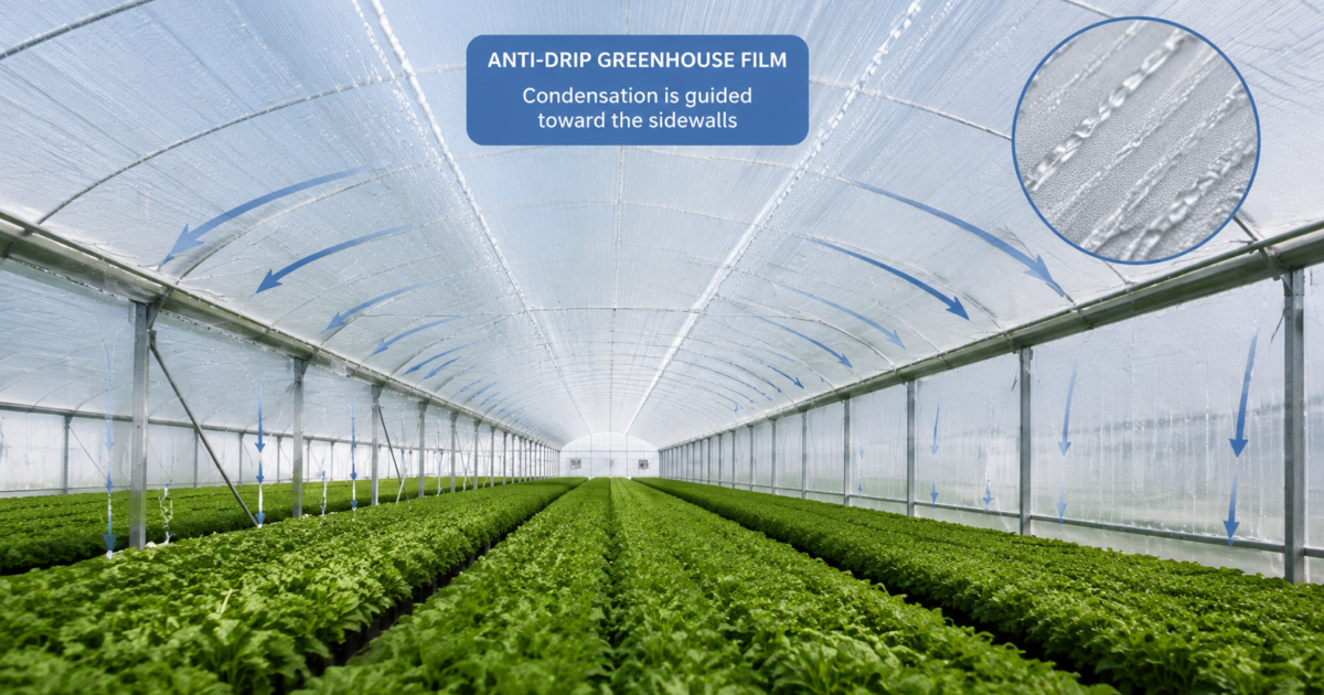 Anti-drip greenhouse film covering a commercial greenhouse where condensation is guided toward the sidewalls