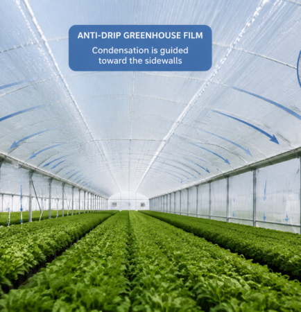 Anti-drip greenhouse film covering a commercial greenhouse where condensation is guided toward the sidewalls