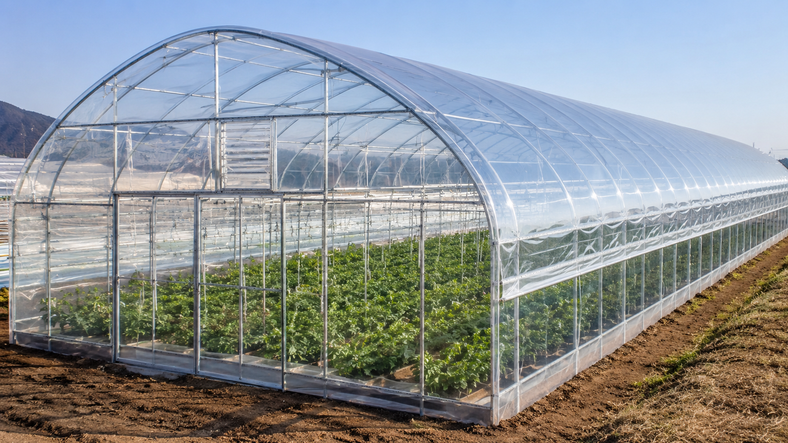 Clear greenhouse film covering a commercial greenhouse with healthy crops inside