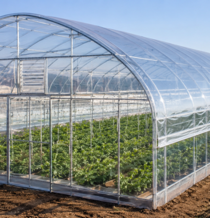 Clear greenhouse film covering a commercial greenhouse with healthy crops inside