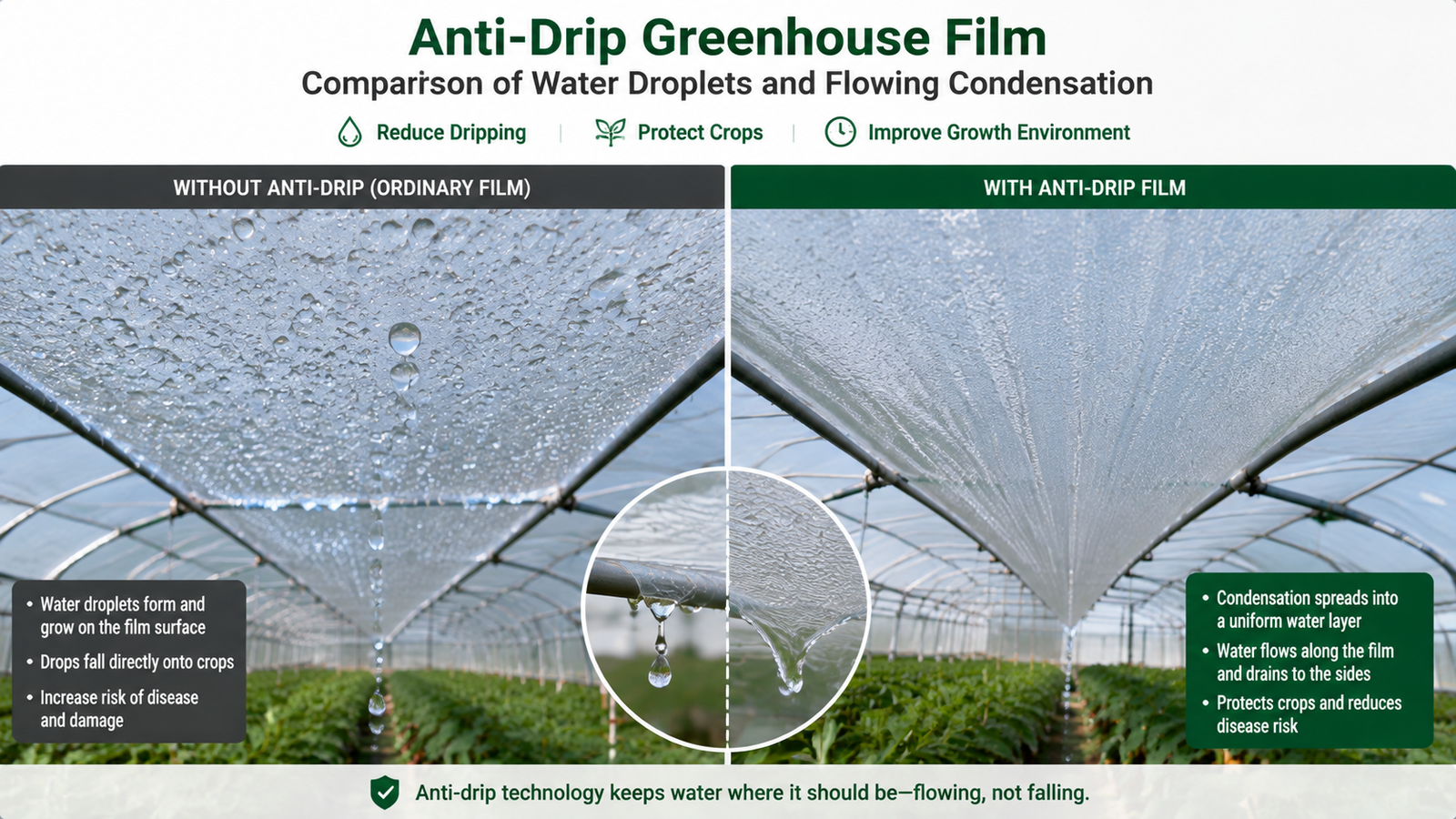 Comparison of water droplets and flowing condensation on anti-drip greenhouse film surface